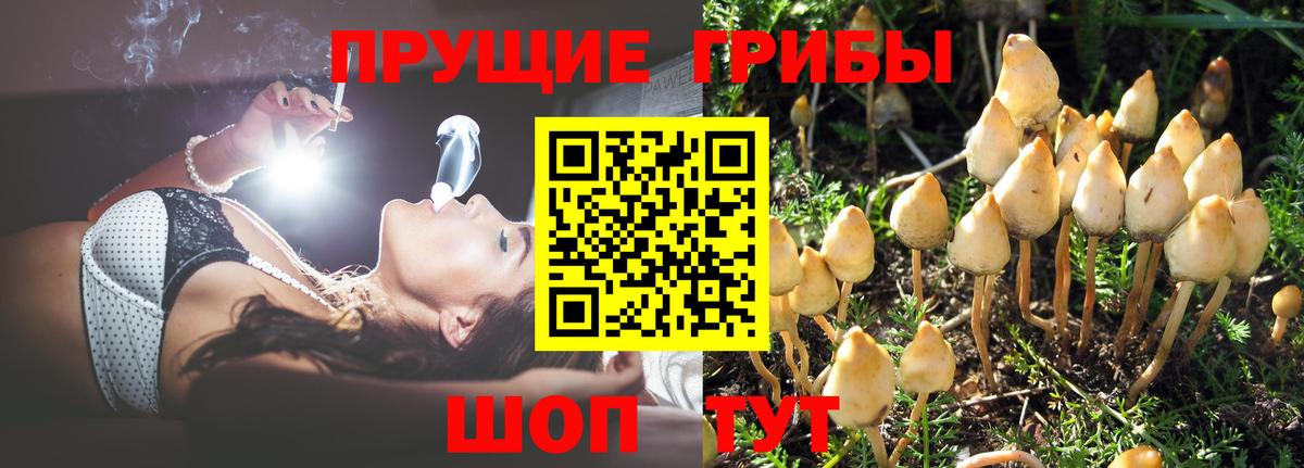 Галлюциногенные грибы Psilocybine cubensis Азов
